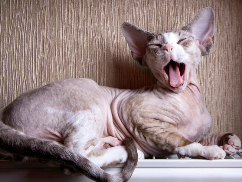 If it's hair that's the problem, then the Sphynx is a good choice because it doesn't have any. Despite their lack of hair, these cats require regular bathing to remove skin oils but produce minimal allergens. They suffer from the same health problems as the Peterbald, only more so.