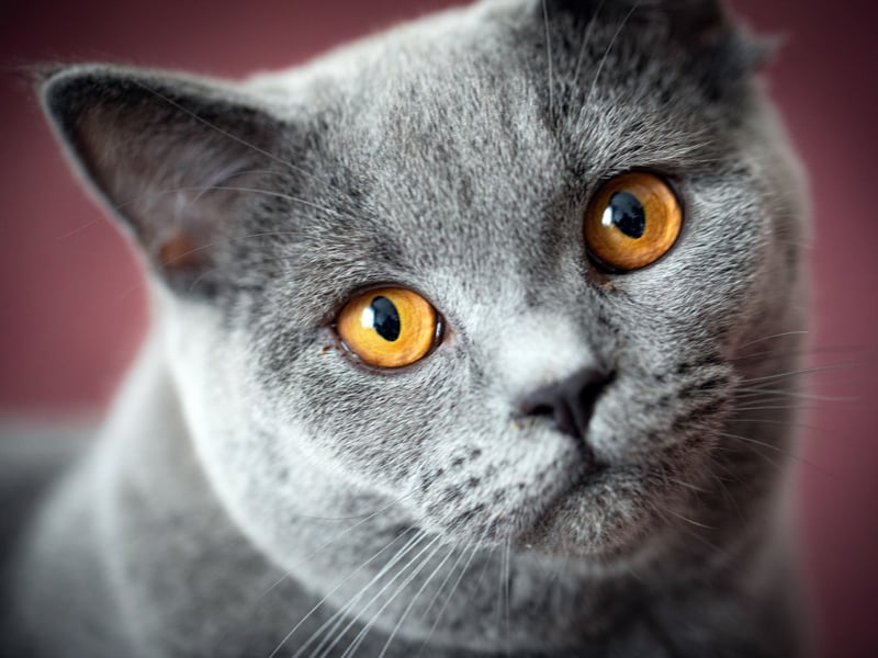 Although not typically considered hypoallergenic, British Shorthairs shed less than other fluffy breeds and have lower dander levels. 