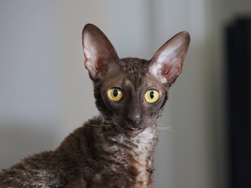 Unlike most ither breeds of cat, the Cornish Rex only has a fine undercoat, leading to significantly reduced shedding - ideal for those with heair allegies. Their fine coat means that they can get chilly easily - so best to keep them inside in winter. 