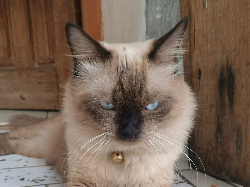 Also known as the 'long-haired Siamese' Balinese cats have silky, low-shedding coats. They are known for their affectionate nature, intelligence, and love of human companionship - and shouldn't cause too much sneezing. Sadly, as they are a brachycephalic (flat-faced) breed they are predisposed to a range of health problems, including nonreal injury, dermatitis, compressed airways and deformed jaws. 