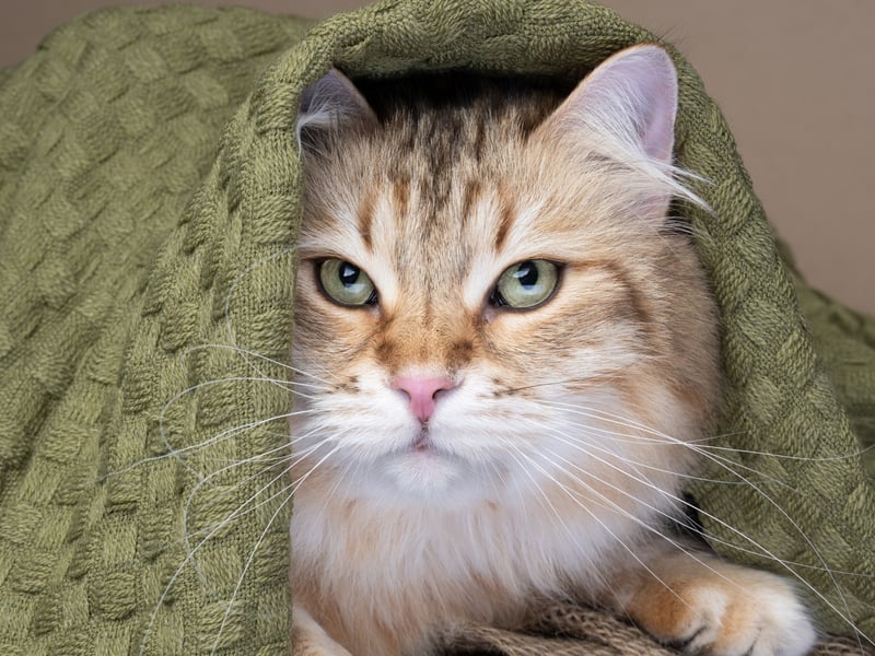 With their luxuriant thick fur, Siberian cats wouldn't seem to be an obviously hypoallergenic species. They are pretty good for allegy sufferers though, producing less of the protein that typically causes human sniffles than other cats. They need plenty of grooming but produce surprisingly little dander.