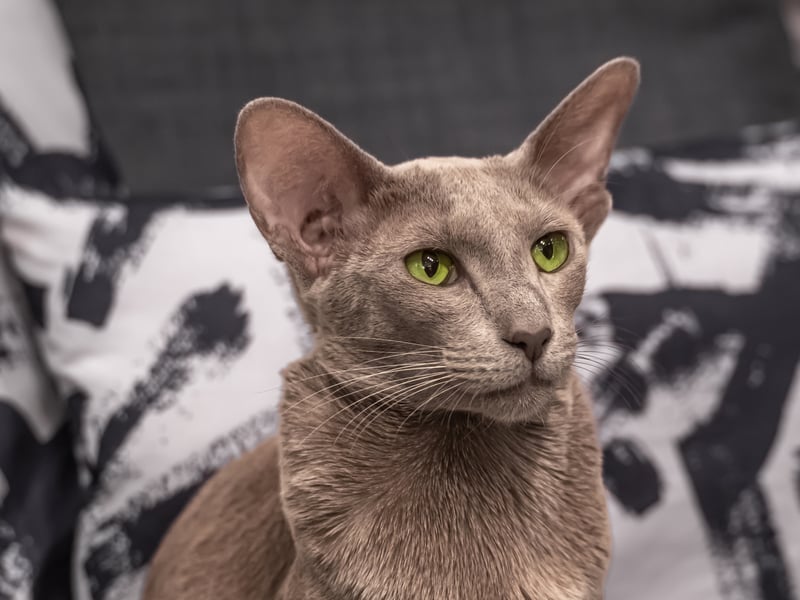 A close relative of the Siamese, the Oriental Shorthair breed has a sleek, short coat that sheds minimally. They are known for their vocal, affectionate, and social personalities, but suffer from the health conditions common to othe flat-faced brachycephalic breeds. 