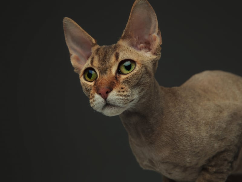 The Peterbald is a breed that is often hairless - or at the most has a very fine coat - making them an excellent option for those with allergies. Originally from Russia, they are known for their affectionate, dog-like nature and enjoy being around people and other pets. In common with other hairless breeds they can be prone to skin problems, sunburn and have reduced insulation.