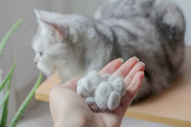 Some cats have an issue with shedding hair - that can be an issue for allergy sufferers.