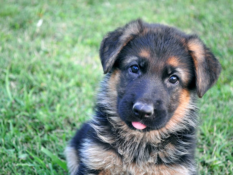 Popular with the army and police forces - and used for everything from sniffing out drugs to sentry duty - the German Shepherd lives for an average of 10.16 years.