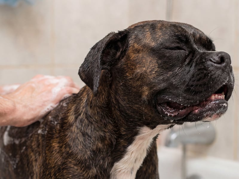 The charismatic Boxer has an average lifespan of 10.04 years according to the research. Developed in Germany, it is now particularly popular as a family pet in America.