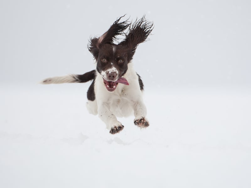 The wonderfully bouncy Springer Spaniel is expected to live around 11.92 years. Before becoming loved family pets, they were used to flush out (or 'spring' - hence the name) and retrieve game by hunters.