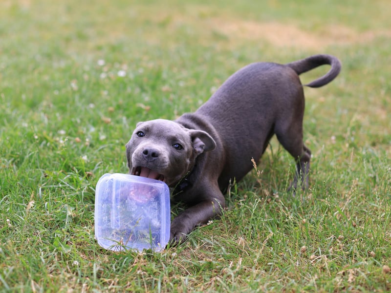 The loving - and often misunderstood - Staffordshire Bull Terrier has an average lifespan of 11.33 years. They were first recognised as a pure breed pedigree dog by the UK Kennel Club in 1935.
