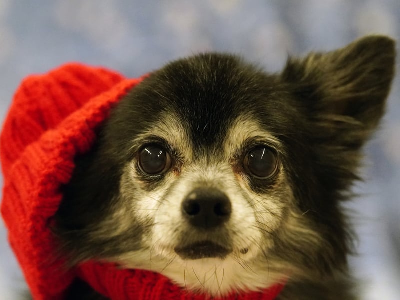 A 21-year-old Chihuahua was named the world's oldest living dog a few years ago, but researchers found the average pup only lives for 7.91 years. It holds the crown of the world's smallest dog. 