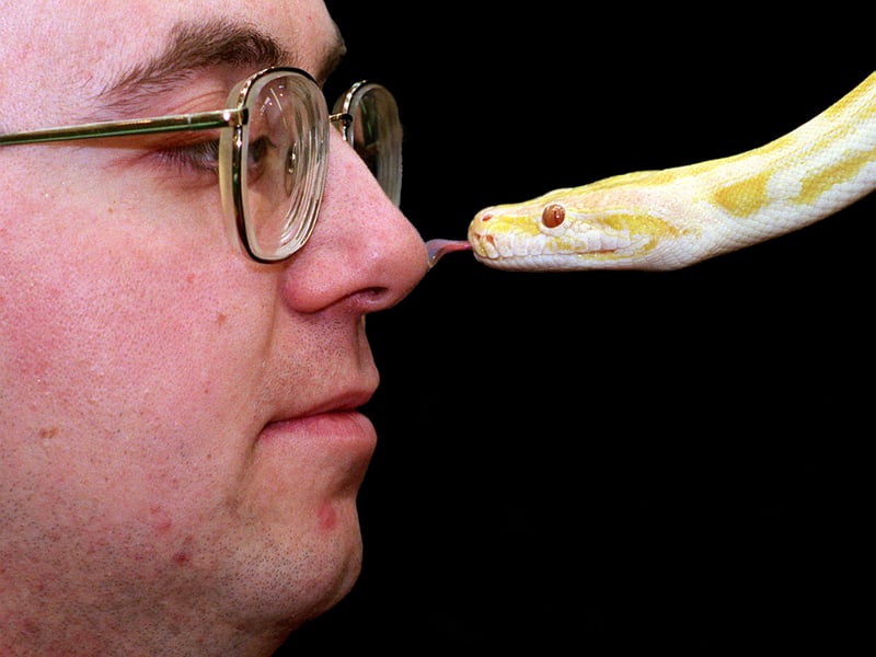 Pets at Home store at Colton Retail Centre held at Reptile weekend in June 1997 with the help of Protreus Reptiles Rescue Services. Pictured is herpetologist Peter Heathcote face to face with a 6ft Golden Python.