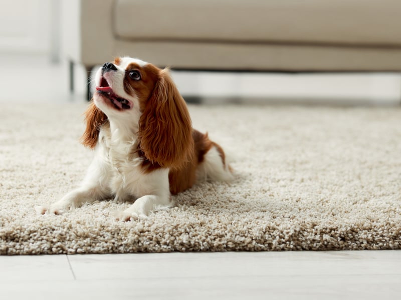 Known for being gentle and affectionate, the Cavalier King Charles Spaniel can expect to live for an average of 10.45 years. It was bred to resemble Charles II's spaniel during the English Civil War, when the king's supporters were known as Cavaliers - hence the name.