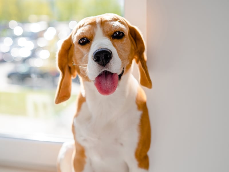 A boisterous scent hound that love to run around in a pack, Beagles have an average lifespan of 9.85 years. These days they are often used as a detection dog to check for prohibited items in airposrt customs.