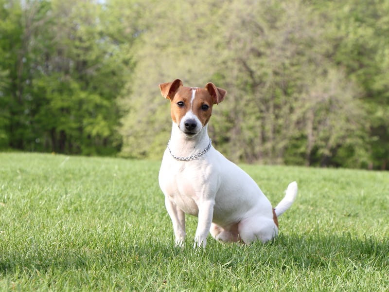 The Jack Russell Terrier was the longest living breed that the study looked at - with an average age of 12.72 years. The cheery wee dogs were originally bred for fox hunting in North Devon.