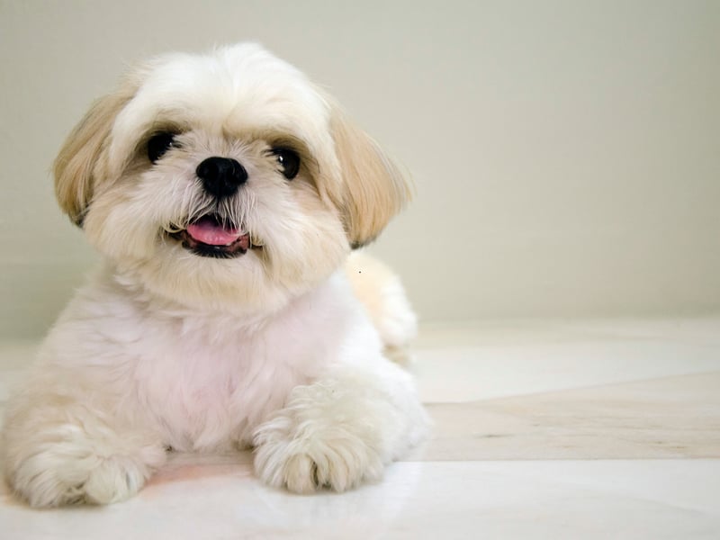 Originating in Tibet, the Shih Tzu is a popular companion dog that researchers found will live to an average of 11.05 years. These friendly wee characters were favourites of Chinese Royalty during the Ming Dynasty - so much so that they refused to trade them.