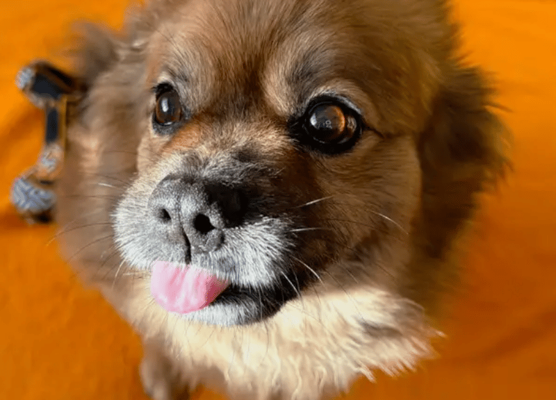 This fluffy fella is seven-years-old and looking for a nice calm and quiet place he can call home. He is currently in foster and spending his evenings curled up by the fireplace being cosy and comfy. During the day he likes to take walks and soak in the peaceful scenery, his favourite being a woodland walk.