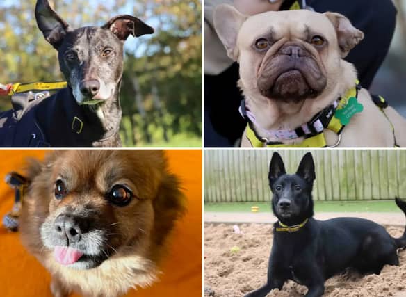 All these dogs are searching for their forever homes.