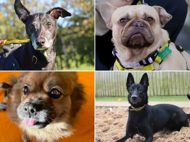 All these dogs are searching for their forever homes.