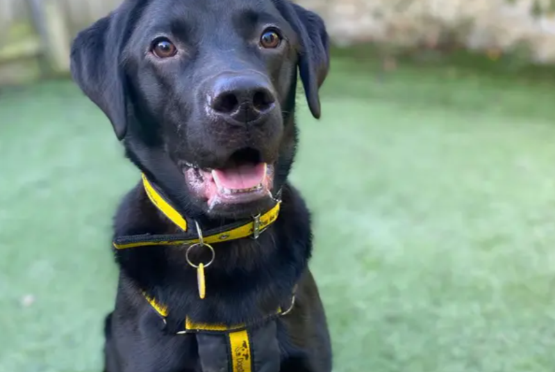 Ozzie is a 10-month-old Labrador looking for a loving home. Ozzie can be very bouncy and energetic and is looking for experienced owners who can continue to build Ozzie's confidence and continue with his ongoing training. He would like a garden of his own where he can continue his training and enjoy some off lead time.