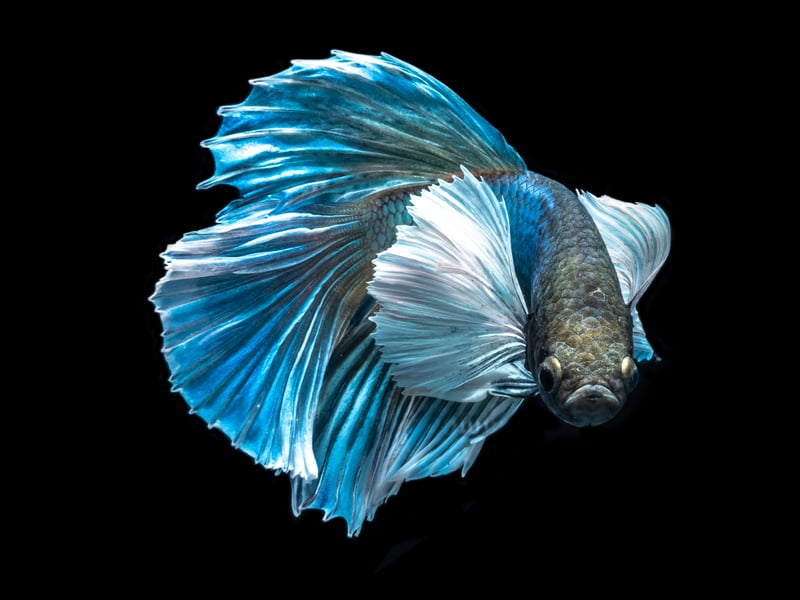 Betta Fish
Like humans, the majority of aggression in beautiful Betta Fish is confined to the males - giving them their alternative name of Siamese Fighting Fish. Males can become aggressive even if they are able to see a competing Betta Fish in another tank.