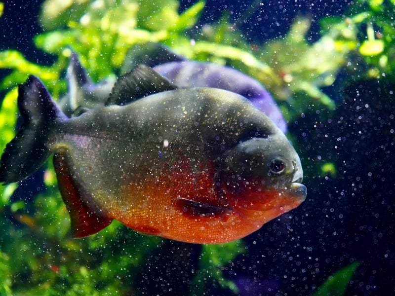 Starting with the fish that are nightmare neighbours for the more friendly aquatic chums. In news that will surprise nobody, the notorious Piranha isn't the sort of fish that mixes well with others. There are a number of different species which grow to different sizes, but all of them have razor-sharp teeth meaning you should also be careful where you put your fingers. 