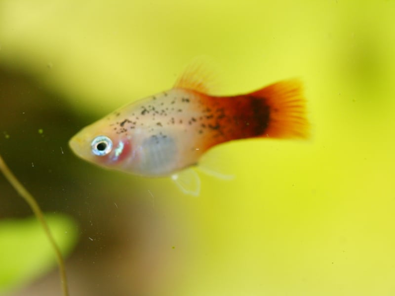 The Platy is a colourful and easy to care for fish that mixes well with others thanks to their complete lack of aggression. There are actually two species - the Southern Platyfish and the Variatus Platy - but they are hard to tell apart and most fish bought from pet shops will have been interbred from the two. They can live for up to three years and come in a variety of colours, including red, yellow, orange, blue, rainbow and white.