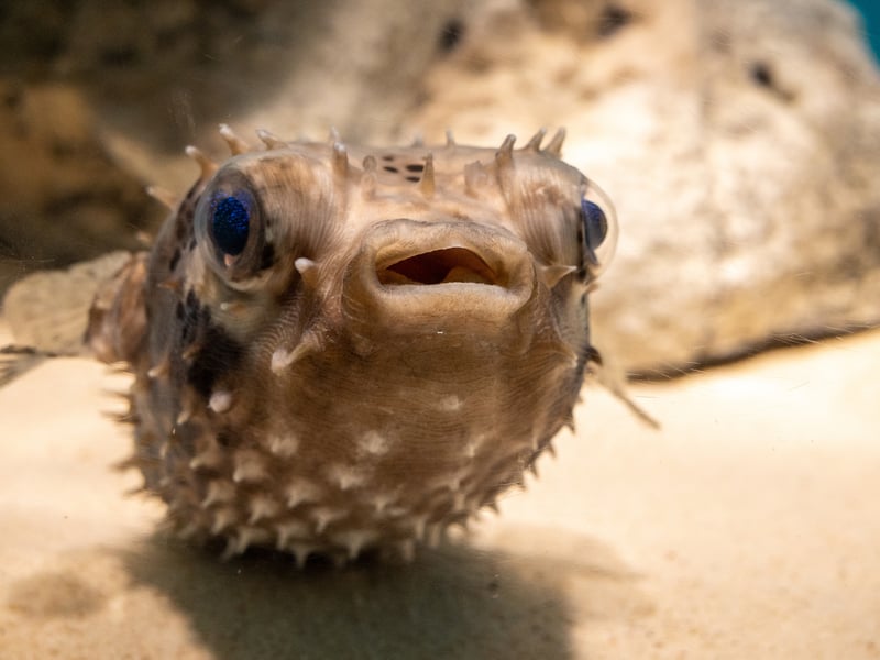 The Pea, or Dwarf, Puffer is one of numerous species of Puffer Fish - and one particularly popular with aquarium owners. Some are tremendously toxic and all tend to display aggression to tank-buddies. Keep them away from other fish though and they make fascinating pets.