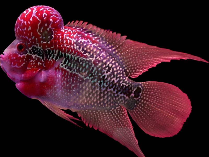 Originally from Southeast Asia, the Flowerhorn Cichlid is a stunning fish but its aggressive and territorial nature means they aren't suitable for community tanks. These are fish best kept on their own or with perhaps one other similarly-sized fish of the same species. Luckily they are so beautiful you might not want any other fish.