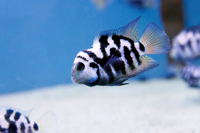 Aquarium Fish Aggression 2026: Here are 18 of the most and least ...
