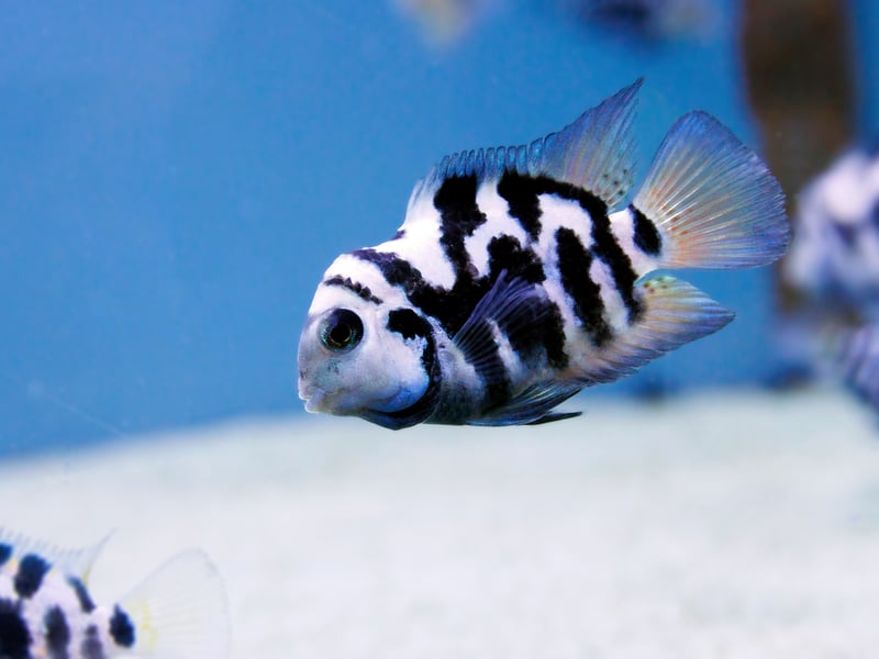 Despite their (relatively) small size, Convict Cichlids are fierce fighters wheo become super-aggressive during breeding - often attacking much larger fish. Their relentless territorial defense mechanism makes them unsuitable for peaceful community tanks.
