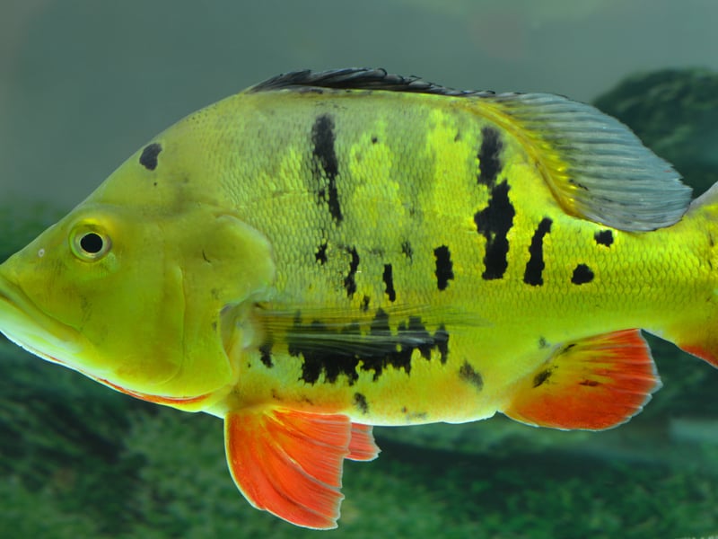 The Peacock Bass is a fish for serious aquariasts only - needing at least a 150 gallon tank. A predatory species, if they get peckish they'll eat pretty much anything put in front of them, including other Peacock Bass.