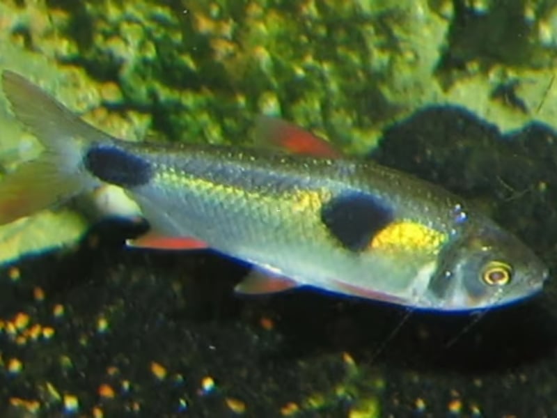 Most Tetras - like the much-loved Neon Tetra - are chilled and happy-go-lucky fish. The exception is the Bucktooth Tetra, which has the nasty habit of nibbling scales off other fish, leaving them open to potentially-fatal infections. If you want to keep these you'll probably not want any other species of fish in the tank.