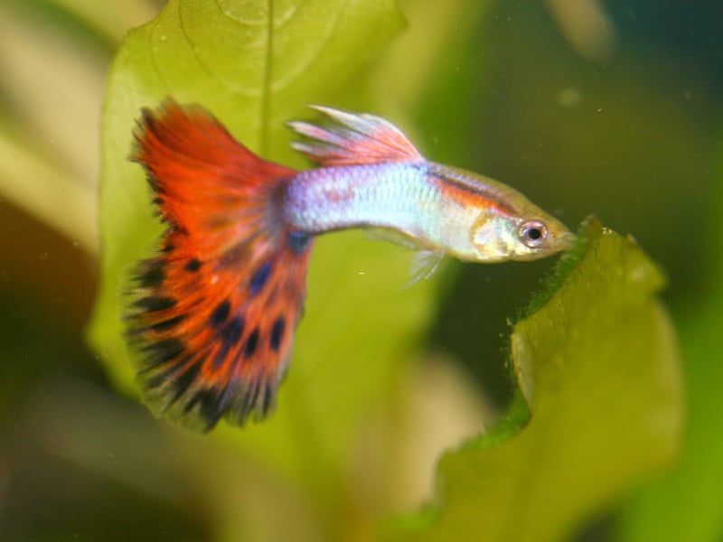 Another hugely popular staple of community tanks the world over is the brightly-coloured guppy which happily co-exists with other similarly-placid species of fish. The only exception is if they give birth to babies - it's best to pop the baby fish into a different aquarium in case they become a snack. 