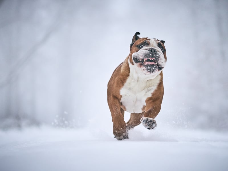 The Bulldog may have a bite force of 210 psi, but their friendly and loveable nature means that they have little in the way of aggression. 