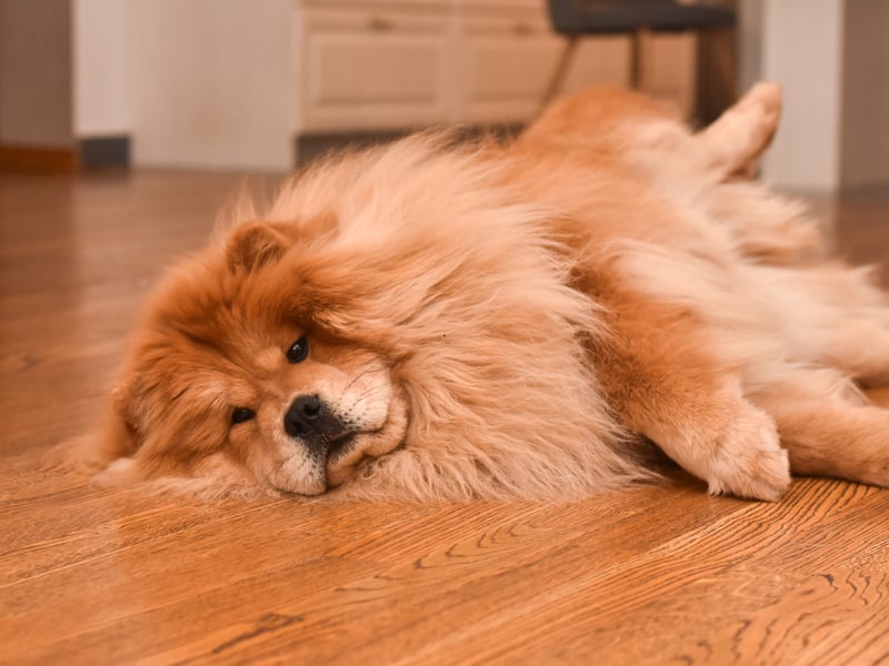 The Chow Chow may not have a bite as powerful as the lions they resemble, but at 220 psi they are still one of the strongest in the canine world.