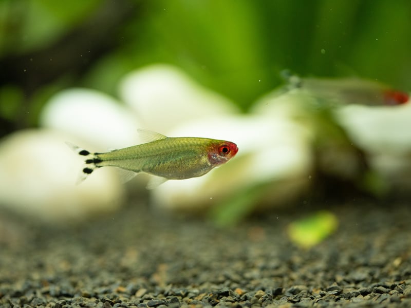 Pretty much all tetras get on well in a community tank and are likely to get on with pretty much anybody - other than the bucktooth tetra which is a bit of a scale-nibbling bully. Add a school of Rummy Nose Tetras though and you'll not have any complaints from the rest of your fishy community.