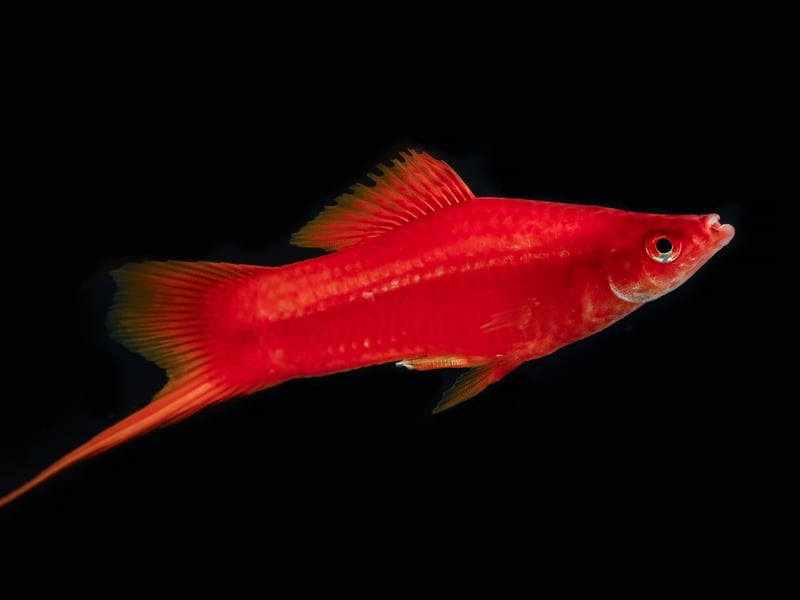 Swordtails are easy-going fish with an elongated tail resembling a sword - but it's never used for violence. Another fish that likes plenty of vegetation, the males are only occasionally territorial and otherwise this is a very friendly fish.
