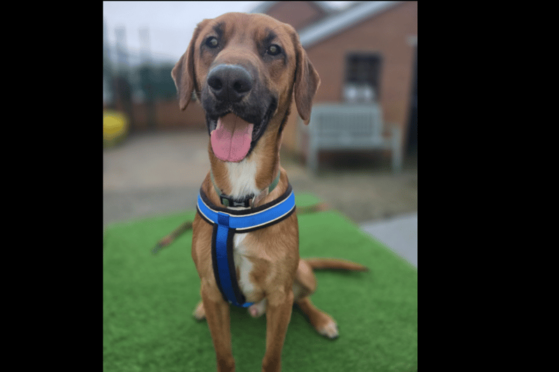 Look into the super expressive faces of these 18 stupendous dogs
