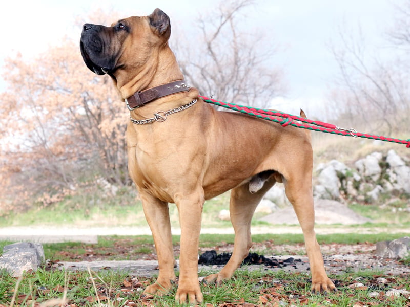 Also known as the Presa Canario, the Dogo Canaria is a Spanish breed of mastiff found mainly in the Canary Islands of Gran Canaria and Tenerife. It was used as a guard and herding dog, as well as in dog fighting before the barbaric activity was made illegal in Spain in the 1930s. It is not a breed recognised by the UK Kennel Club but has not been banned under the Dangerous Dogs Act. Prospective owners should be cautious though, as they have a fearsome bite of 540 psi.