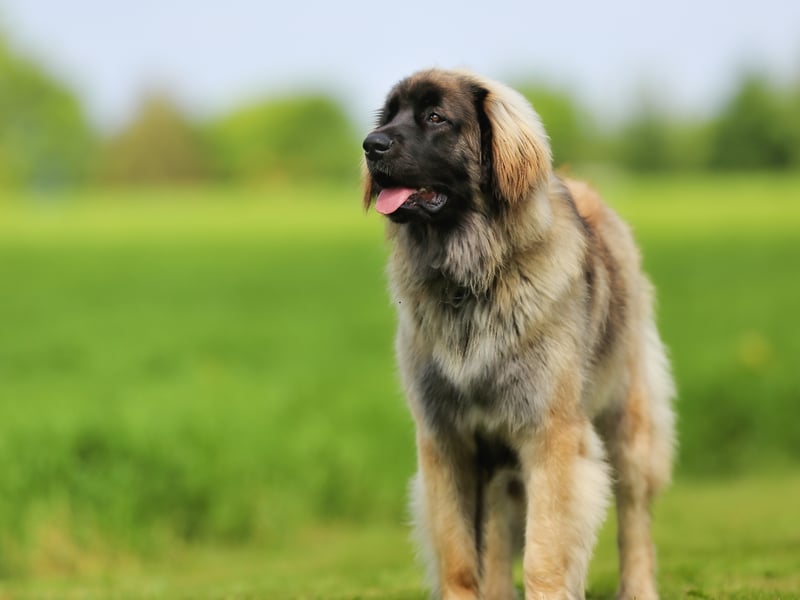Another gentle giant, the Leonberger is most likely to use its 399 psi bite to chew sticks, toys - and maybe its owner's shoes. 