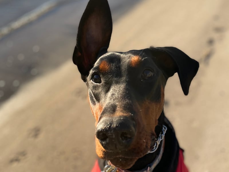 The Dobermann has a bite force for this dog is 229 psi and makes a great watch dog - although they are a breed best avoided by families with young children.