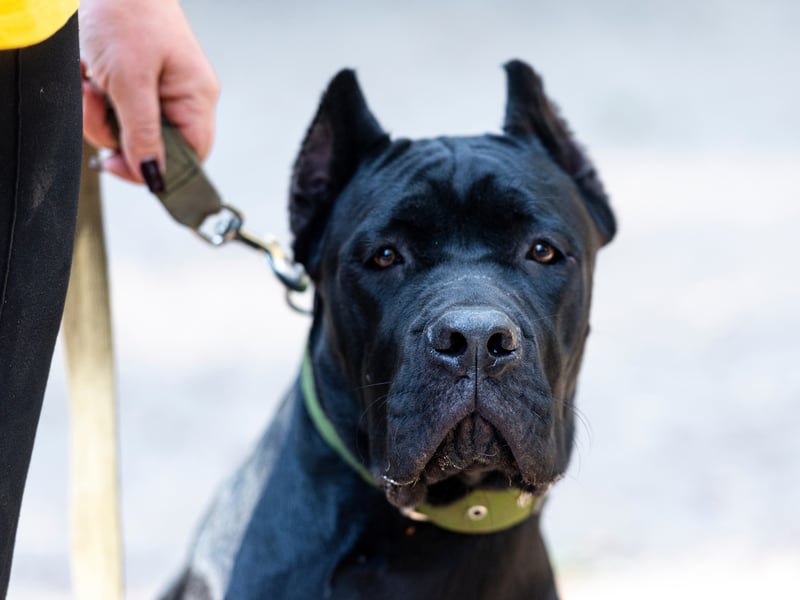 In second place, with a bite force of 700 psi is the Cane Corso - an Italian breed of mastiff that was traditionally used for hunting large game and herding cattle. It's not a breed that is recognised by the UK Kennel Club but it is legal to own and breed them in Britain.