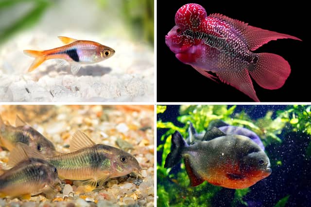 Four of the most and least aggressive tropical fish.