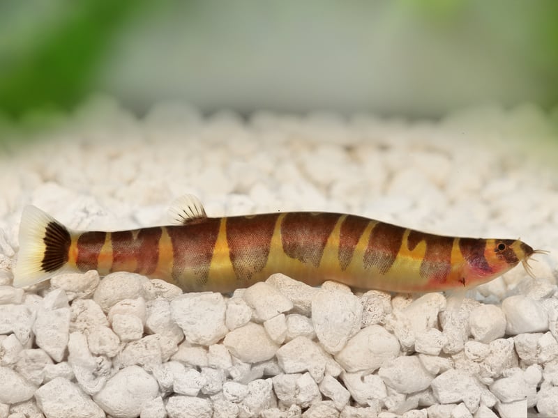 For something a bit unusual, add a few Kuhli Loach to your community tank. These peaceful, eel-like fish thrive in groups and enjoy burrowing in the substrate. They are nocturnal and prefer a well-planted tank with hiding spots. They are excellent at cleaning up leftover food but should be fed sinking pellets to ensure they receive adequate nutrition.