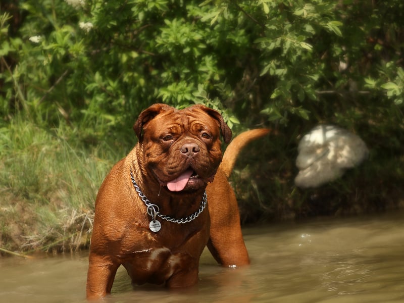 The Dogue de Bordeaux has a fearsome bite strength of 560 psi - although this breed is notoriously so lazy they are unlikely to often use it. 