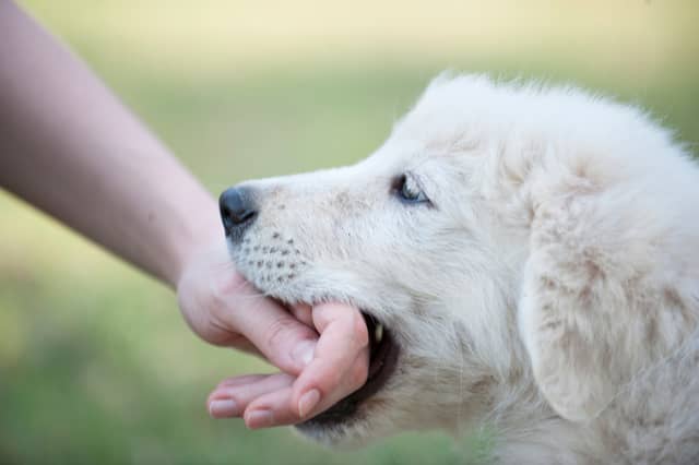 Some dogs bites are more powerful than others.