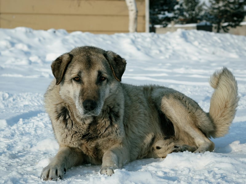 The Kangal has the strongest bite of any breed of dog - a hefty 734 psi. This makes them particularly good at guarding livestock from predators in their native Turkey, but the breed is also known to be a great family dog if properly trained, getting on particularly well with children. 