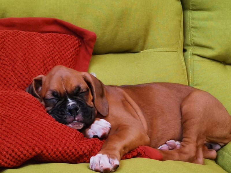 Dont' let their occasionally grumpy-looking faces fool you - Boxers are soft as putty and utterly adore their owners. You'll never have any problem finding them - just look down and they'll be right at your side. It's endearing, but can be an issue if you want a more independently-minded pet. 