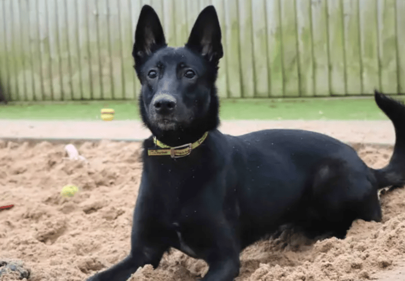 Coco is on the lookout for a family who are around majority of the day to help her settle into her new home. She will be amazing for adopters have experience with larger breeds, are passionate about positive dog training and like to get out and about to peaceful areas. Coco can live with older teens and potentially another dog. Ideally the home will be a calm place without too much hustle and bustle.