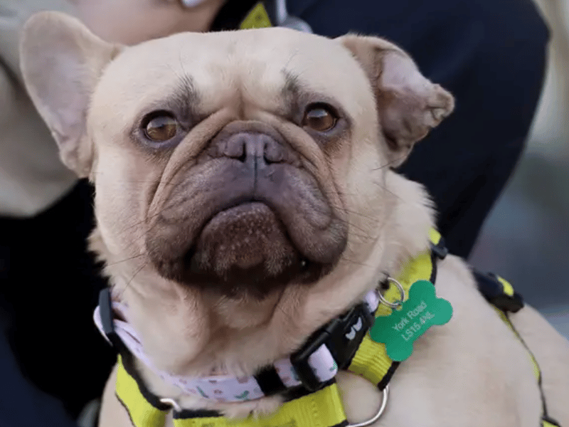 Winnie is a sweet three-year-old French Bulldog. She gets a lot of confidence from other dogs, so we are looking for a home with another dog for her to be friends with. She could live with children as long as they understand when to give her space. Winnie is worried by busy areas so she would benefit from a house away from main roads and would prefer quiet walking routes as well as a private garden.