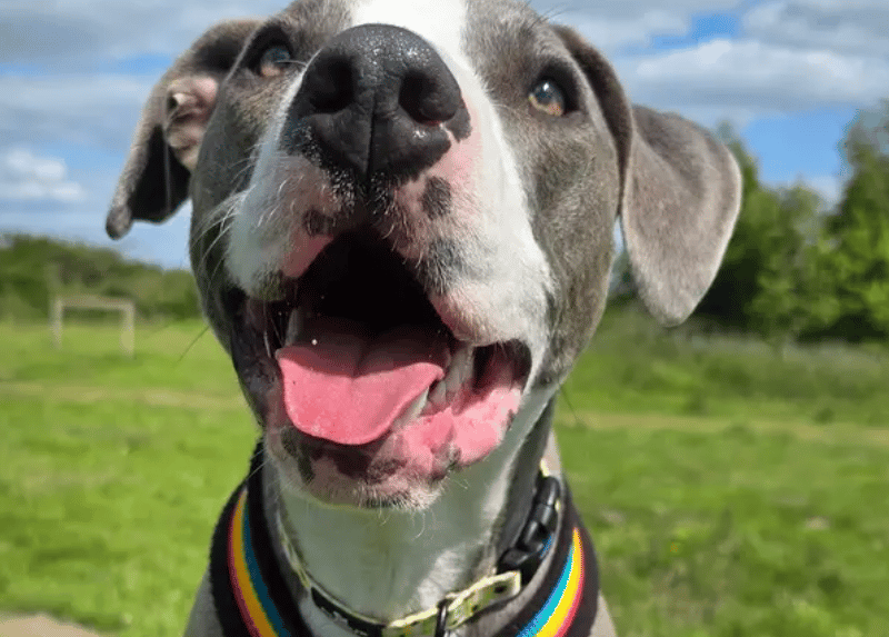 Ivy is a beautiful 16-month-old Staffy Cross who had a very difficult start to life. She was born at the Dogs Trust centre but was unfortunately the ‘runt’ of the litter. It took a lot of work to keep her going but she eventually grew stronger. Sadly, she has spent her entire life so far with the Dogs Trust as her tricky start has left her very anxious and lacking in confidence.
